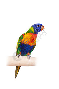 白色背景的彩虹 Lorikeet鹦鹉橙子紫色动物家畜警报生物蓝色工作室栖息图片