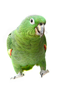 白背景的亚马逊鹦鹉濒危宠物动物学店铺羽毛账单动物情调翅膀粉质背景图片