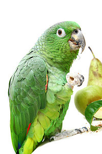 亚马逊鹦鹉吃白食店铺濒危动物粉质宠物情调野生动物异国动物园动物群背景图片