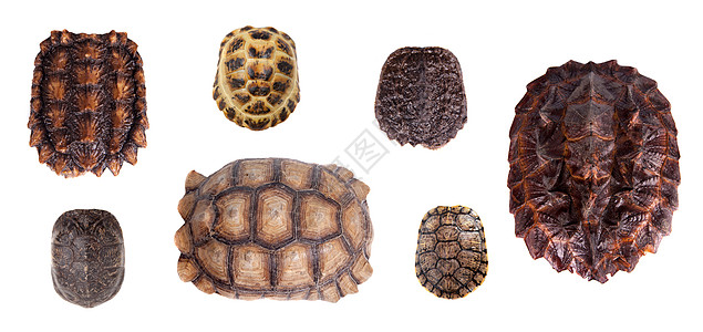 白色上不同的乌龟壳淡水红耳皮肤青蛙甲壳宠物爬虫眼睛工作室海龟图片