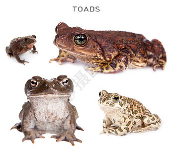白色上设置的青蛙动物群动物学动物荒野环境蟾蜍爬虫工作室绿色野生动物图片