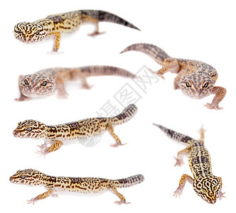 伊朗脂肪尾尾巴壁虎在白色上被孤立动物蜥蜴野生动物濒危蜥蜴人爬行动物宠物颜料爬虫生物图片