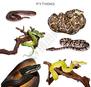 Pythons 设置在白色上基因拼贴画动物学物种动物地毯宠物生物野生动物白唇图片