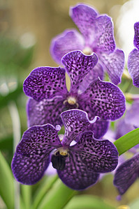 紫兰兰花节的紧紧分支 有选择性的焦点 异国植物图片