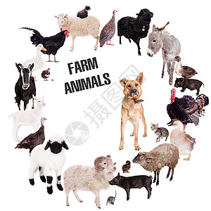 以白色背景设置的不同农畜品种图片