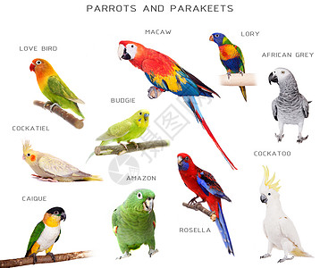 Parrots和parakeets教育套件图片