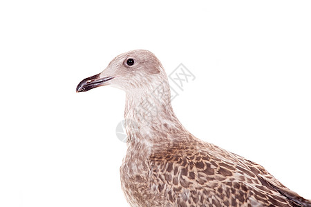 欧洲赫林古尔 4个月 白色水平棕色灰色杂色银鸥动物雏鸟小鸡海鸥羽毛图片