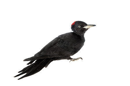 黑木匠 德里奥科普斯马提乌斯 白色环境生物学鸟类吸引力林地鸣禽荒野干鸡树冠木头图片