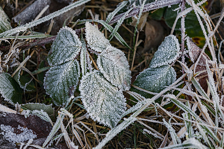 绿叶在冬天落到寒冷的冰霜图片