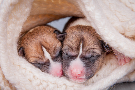 新生儿出生的婴儿小狗 第一天图片