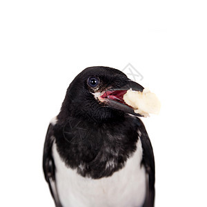 白色的常见马皮人被隔离在白上情调异国脊椎动物喜鹊大道野生动物乌鸦工作室动物尾巴图片