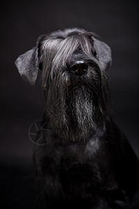 黑色的迷你滑雪机主题爪子小猎犬小狗毛皮家畜宠物晶须猎犬犬类图片