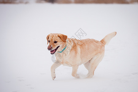 黄色拉布拉多检索器猎犬伴侣外套实验室小路毛皮绿色最好的朋友猎人黑色图片