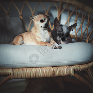 无毛狗吉华华狗和坐在椅子上生物小狗怪物宠物动物凤头犬类疾病伴侣玩具图片