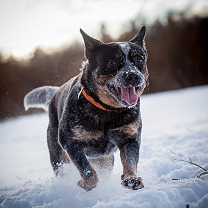 冬季野外的澳大利亚蓝牛犬宠物伙伴友谊牛犬场地村庄犬类农村牧羊犬动物图片