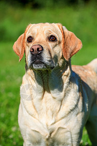 外面的拉布拉多犬宠物舌头成人天空毛皮奶油金子动物蓝色犬类图片