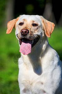 外面的拉布拉多犬阳光成人幸福跑步猎犬乐趣天空奶油友谊训练图片