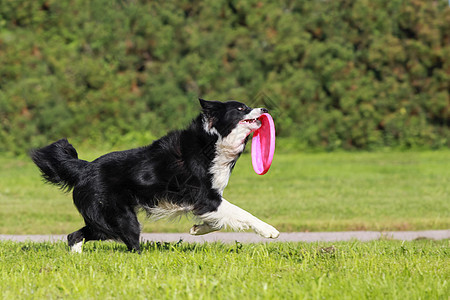 正在运行边框 collie宠物动物篮子木头生活速度长发乐趣喜悦哺乳动物图片