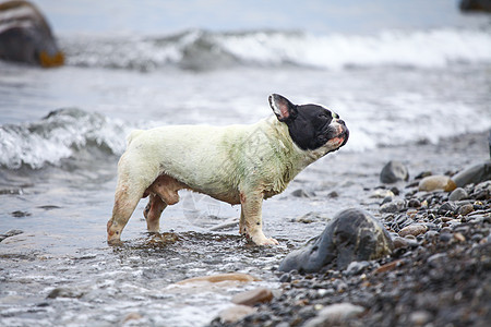 法国在海上的斗牛犬海岸耳朵游客血统海洋海浪哺乳动物警觉成人动物图片