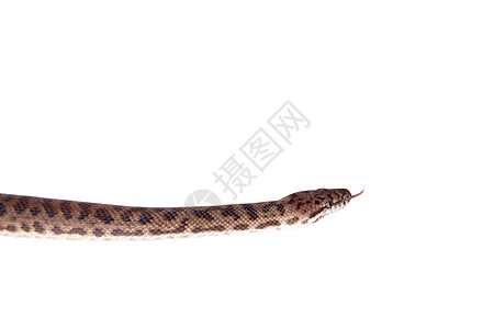 白色背景上的斑点 Python警觉爬虫危险野生动物宠物情调猎人獠牙捕食者荒野图片