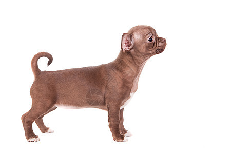 白色的巧克力吉娃娃小狗黑色犬类宠物头发婴儿倾斜棕色魅力工作室表演图片