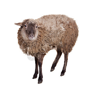 白色的羊群羊毛农业棕色毛皮季节性农场羊肉耳朵动物荒野图片