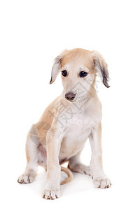 Tazy  哈萨克白色的灰狗小狗宠物毛皮婴儿哺乳动物工作室朋友动物生长犬类图片
