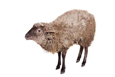 白色的羊群羊毛荒野哺乳动物动物季节性农业牛奶反射山羊毛皮图片
