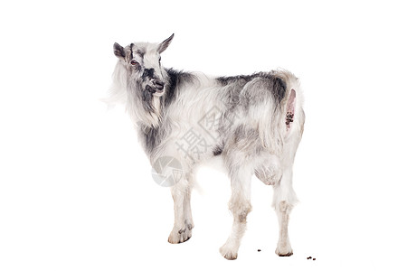白色的灰色山羊农场哺乳动物家畜混血儿主题品种动物工作室长发剪纸图片