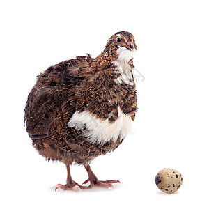 普通的鱼 蛋在白色上女性母鸡农场熟食家禽雏鸟织物家畜脆弱性篮子图片