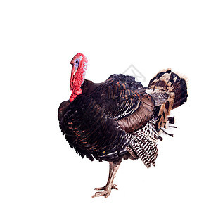 土耳其白色蓝色野生动物胡须羽毛翅膀哺乳动物主题公鸡食物感恩图片