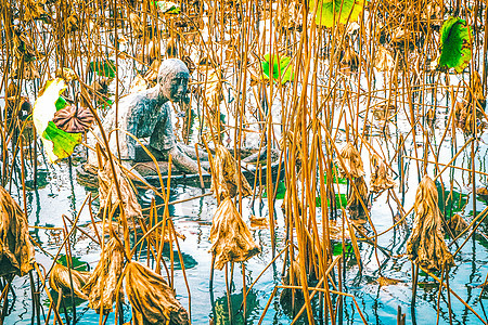 池塘地貌的湖西杭州湖枯萎的自然植物图片