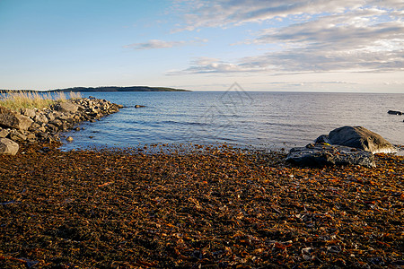 俄罗斯白海湾的棕色拉米尼亚巨石荒野海滩支撑石头蓝色海洋瓦砾天空蔬菜图片