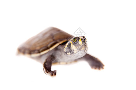 黄斑河海龟 白色宏观动物乌龟热带宠物鳞甲婴儿工作室孵化淡水图片