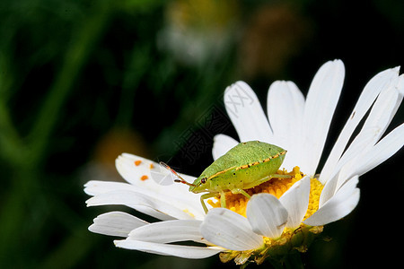 绿色防护罩 甘菊上的绿保护虫幼虫花园甲虫生物荒野生活漏洞向日葵环境昆虫动物群图片