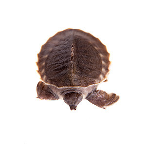 白的猪鼻乌龟游泳热带淡水蜥脚类爬虫鼻子水族馆荒野角龟野生动物图片