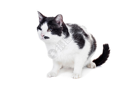 白上混合种盲猫眼睛短发动物宠物晶须毛皮成人捕食者疾病孤独图片
