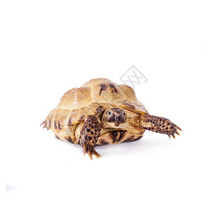 白背景的中亚乌龟Name爬虫野生动物男性动物学动物盔甲棕褐色龟甲宠物异国图片