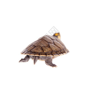 黄斑河海龟 白色丛林脊椎动物橙子池塘乌龟鳞甲甲壳工作室动物濒危图片
