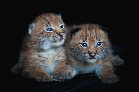 两只黑背景的漂亮的欧亚林克幼崽乐趣婴儿小猫幼兽哺乳动物童年捕食者野生动物打猎毛皮图片