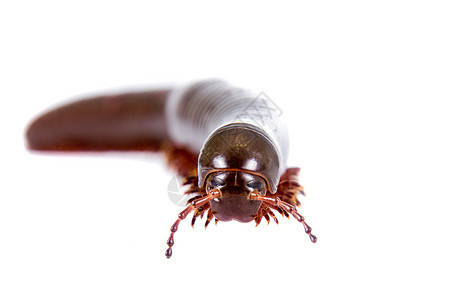 米利佩德 白色的米里亚波达宏观圆圈全景环境工作室昆虫螺旋动物生物学生态图片