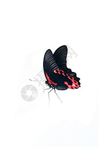 白色的帕皮利奥鲁曼佐维亚蝴蝶昆虫学斑点红色鳞翅目野生动物触角工作室异国昆虫宏观图片