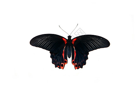 白色的帕皮利奥鲁曼佐维亚蝴蝶翅膀昆虫学斑点情调野生动物黑色昆虫异国宏观工作室图片