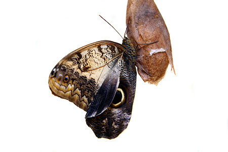 卡利戈caligo昆虫棕色植物眼睛天线模仿荒野漏洞翅膀黑色图片