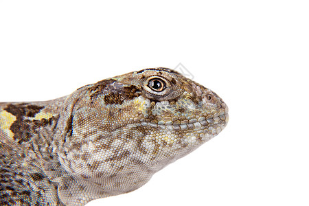 Bibron 的蜥蜴或白上的情调宏观动物生态野生动物爬行动物波峰脊椎动物异国濒危图片