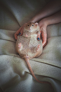 家里餐桌上的红老鼠胖得要死基因爪子生物寄生虫仓鼠尾巴宠物生物学动物暴饮暴食图片