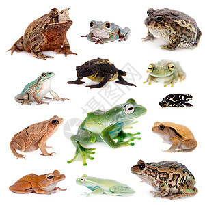 白色的青蛙种类不同图片