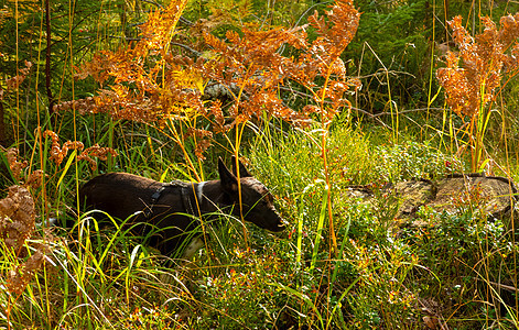 黑狗在秋天的森林里偷偷摸摸图片