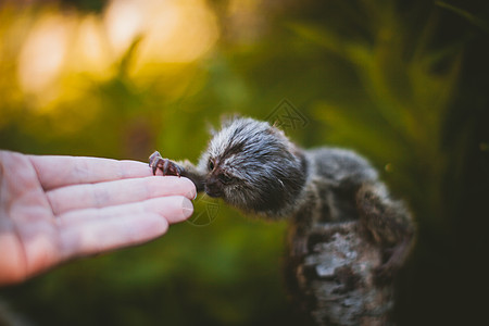 夏天花园的树枝上那个常见的玛默塞婴儿 手拉着土豆主题野生动物植物哺乳动物刺客生物灵长类荒野异国脊椎动物图片