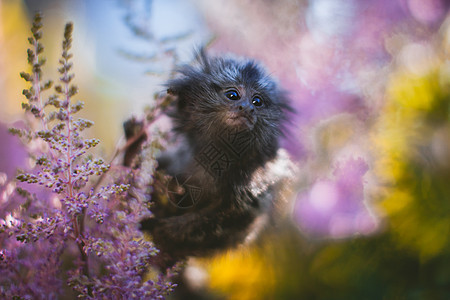夏天花园树枝上常见的玛子婴儿栖息灵长类动物宠物荒野脊椎动物植物紫色刺客警报图片